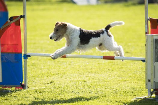 Dog, fox wire hair, jumping agility hurdle