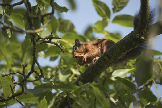 Squirrel sitting high in a tree eating a nut