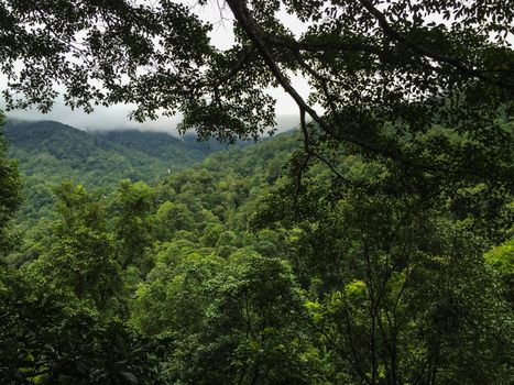 Morning fresh in dense tropical rainforest, Chiang Mai, thailand. tropical jungle