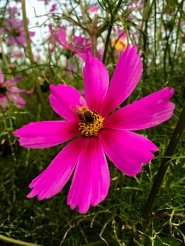 Pink flower face to sunrise in field, Bee and pollen on a flower.