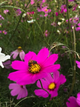 Pink flower face to sunrise in field, Bee and pollen on a flower.