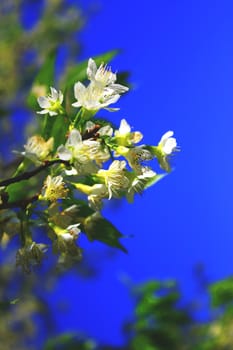 White flowers in sunlight, Clear and cloudless blue sky a day, Closeup photo