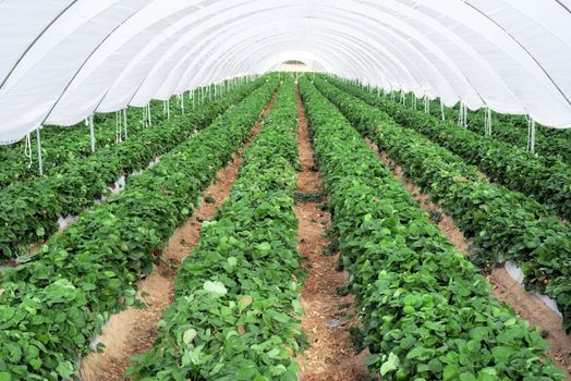 Industrial growth of strawberries in a greenhouse