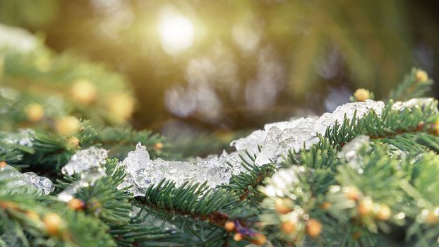 Spruce branches covered with sparkling ice closeup, beautiful winter or christmas background.