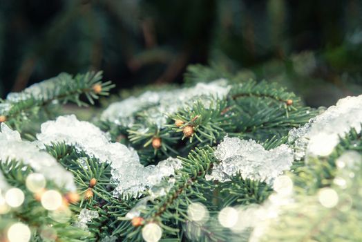 Spruce branches covered with sparkling ice closeup, beautiful winter or christmas background.