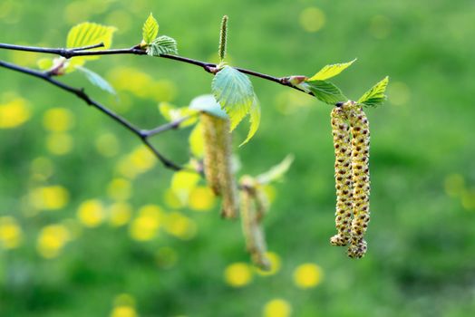 Birch catkins in spring park close-up, allergies to pollen of spring flowering plants concept.