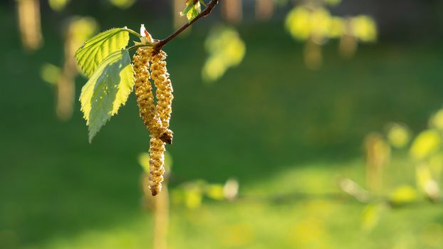 Birch catkins in spring park close-up, allergies to pollen of spring flowering plants concept.