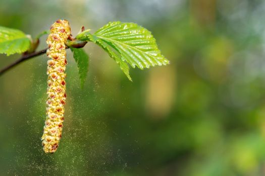 Birch catkins in spring park close-up, allergies to pollen of spring flowering plants concept.