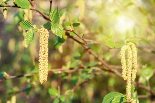 Birch catkins in spring park close-up, allergies to pollen of spring flowering plants concept.