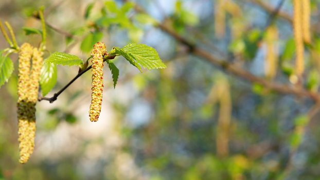 Birch catkins in spring park close-up, allergies to pollen of spring flowering plants concept.