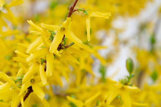 Forsythia yellow ornamental shrub flowers, spring background, selective focus.