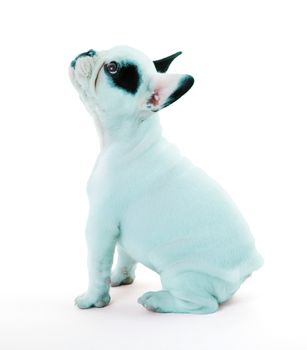 French bulldog isolated on white, blue print