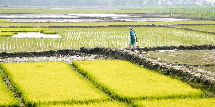 Ripe rice at the paddy field is ready to harvest in a cultivated farmland. A natural landscape scenery of agricultural field rural India. Indian Agriculture farm in summer. India South Asia Pac.