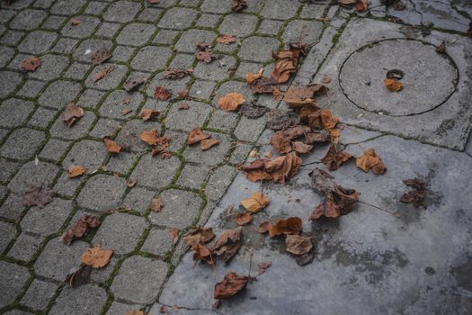 Leaves on the sidewalk during autumn period