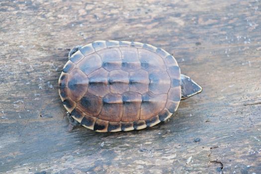 The tiny brown turtle lives on the old log in a little pond, with text copy space.