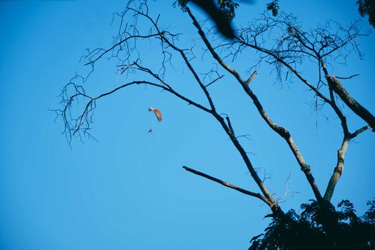 The Paramotors flying above the tree. Adventure man active extreme sport pilot flying in sky with paramotor engine glider parachute