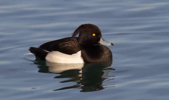 Beautiful black and white Tufted duck on the blue lake