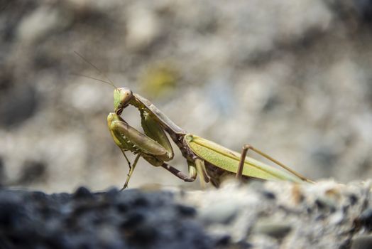 A green mantis illuminated by sunlight sits on the rocks.
