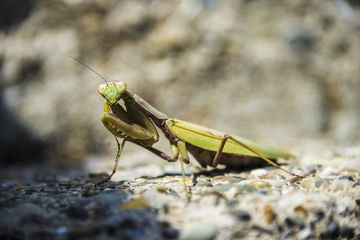 A green mantis illuminated by sunlight sits on the rocks.