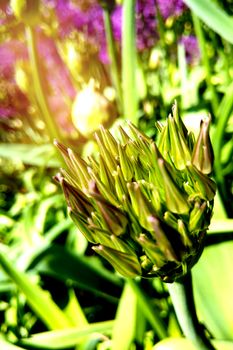 Flower head of Allium Purple Sensation Allium aflatunense in summer garden