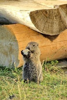 very beautiful brown marmot in nature