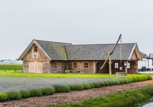 Old rustic and charming wooden house in the middle of a lavender field