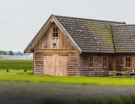 Old rustic and charming wooden house in the middle of a lavender field