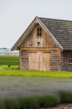 Old rustic and charming wooden house in the middle of a lavender field