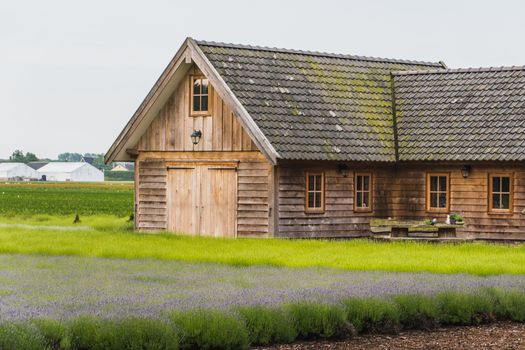 Old rustic and charming wooden house in the middle of a lavender field