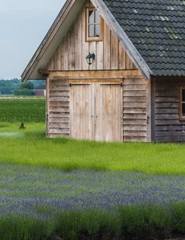 Old rustic and charming wooden house in the middle of a lavender field