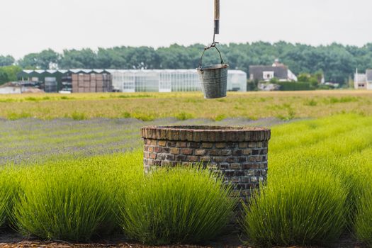 bucket of rusty iron water over a well in the middle of a lavender field