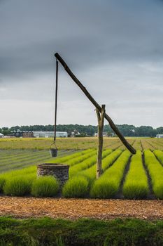 bucket of rusty iron water over a well in the middle of a lavender field