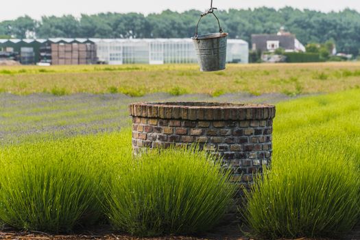 bucket of rusty iron water over a well in the middle of a lavender field