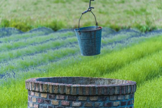 bucket of rusty iron water over a well in the middle of a lavender field