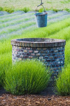 bucket of rusty iron water over a well in the middle of a lavender field