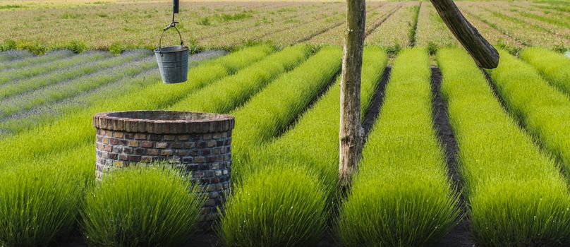 bucket of rusty iron water over a well in the middle of a lavender field