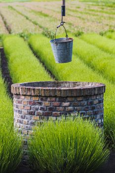 bucket of rusty iron water over a well in the middle of a lavender field