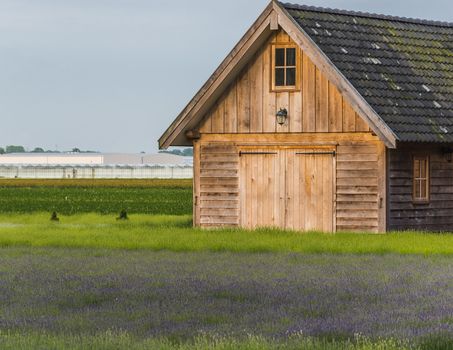 Old rustic and charming wooden house in the middle of a lavender field