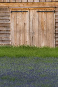 Old rustic and charming wooden house in the middle of a lavender field