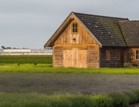 Old rustic and charming wooden house in the middle of a lavender field