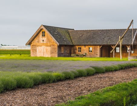 Old rustic and charming wooden house in the middle of a lavender field