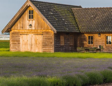 Old rustic and charming wooden house in the middle of a lavender field