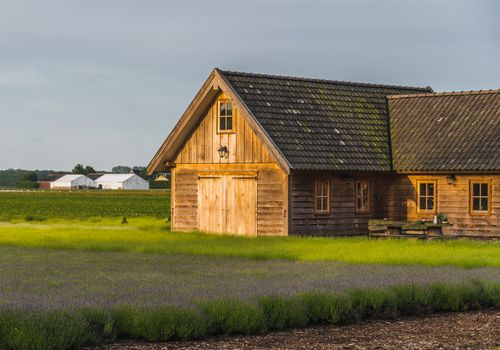 Old rustic and charming wooden house in the middle of a lavender field