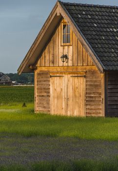 Old rustic and charming wooden house in the middle of a lavender field