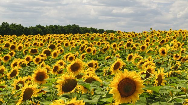 Big plantation of wonderful bright blooming sunflowers near forest on hot summer day