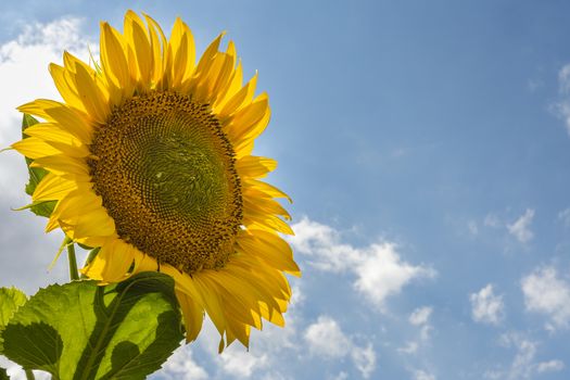 
Beautiful yellow sunflower in the field against the blue sky with white clouds