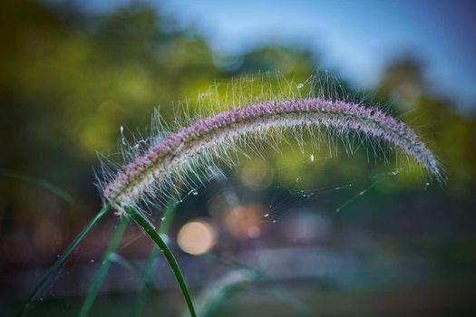 A Communist grass flowers in sunlight. Communist grass flower in sunlight during sunset, Bright shinny flowers with their hair