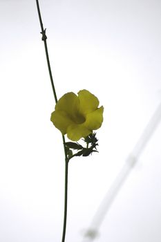 A Beautiful snap of a yellow flower