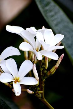 Snap of beautiful fresh bunch of White flowers