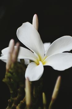 Snap of beautiful fresh bunch of White flowers